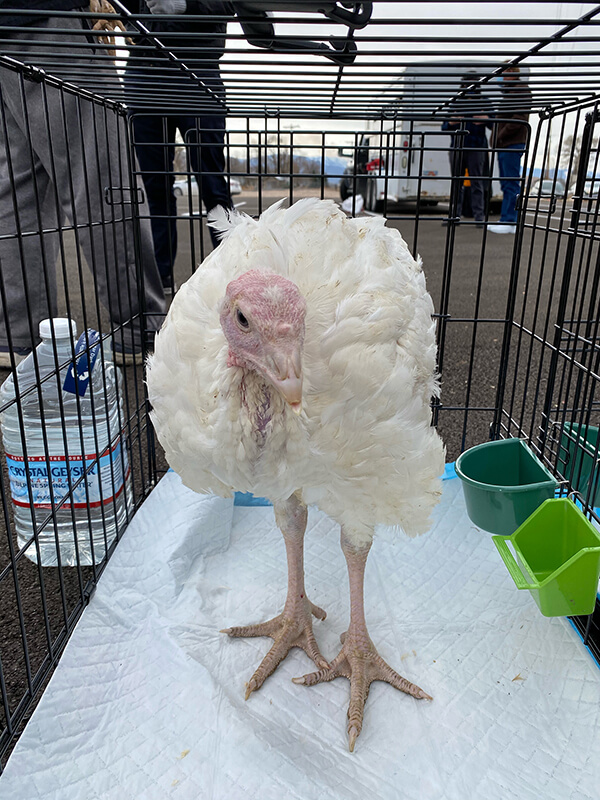 Turkey in crate.