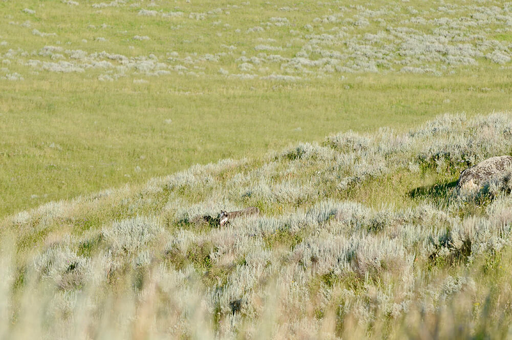 Wolf on the high plains, near Yellowstone River, Montana Wolf on the high plains, near Yellowstone River, Montana