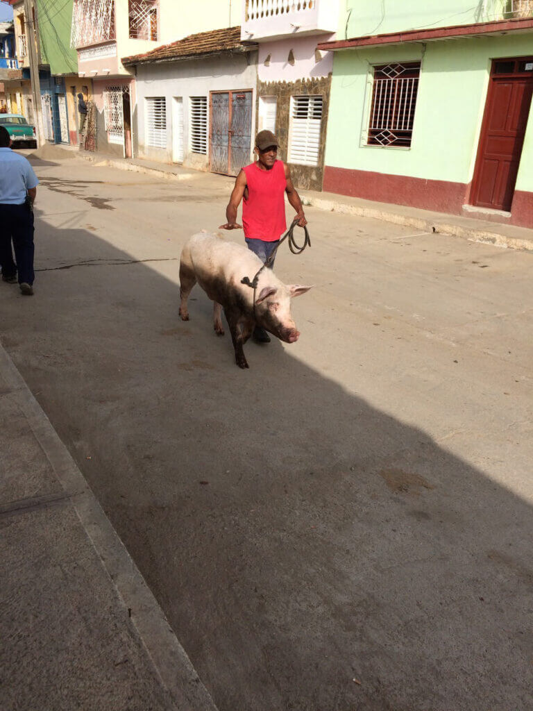 Cuba pig in the street